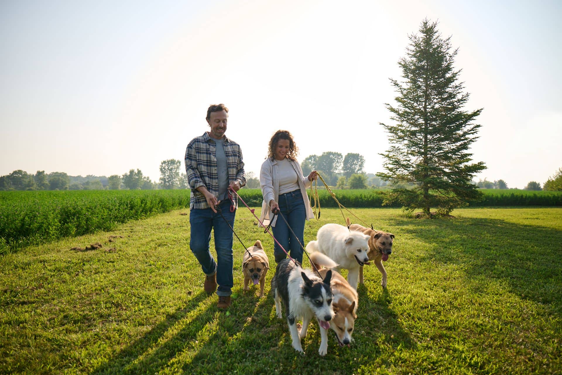 Couple walking dogs